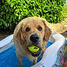 Aïko participe au concours pour gagner de l'argent avec cette photo : dog, golden_retriever, wet, pool, inflatable_pool, tennis_ball, pet, water, outdoor, greenery, leafy_bush, playful, summer, animal, canine, tongue, mouth, fur, closeup, happy