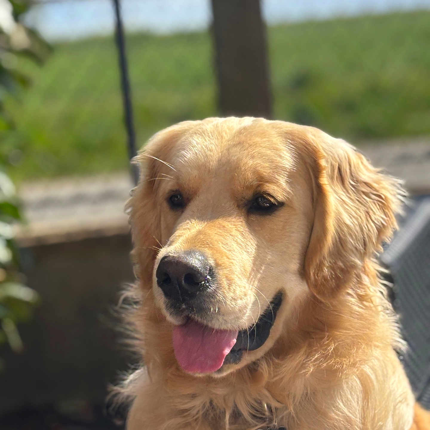 Aïko a rejoint le concours — aidez-le/la à gagner de superbes lots ! golden_retriever, dog, pet, animal, outdoor, sunlight, portrait, canine, fur, tongue, happy, nature, grass, fence, collar, friendly, mammal, closeup, face, eyes