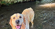 Aïko participe au concours pour gagner de l'argent avec cette photo : animal, canine, dog, golden_retriever, happy, joyful, moss, nature, outdoor, pet, playful, river, shallow_water, smiling, stone_wall, sunlight, tongue_out, water, wet, wooden_gate