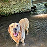 dog, golden_retriever, water, wet, happy, outdoor, nature, stone_wall, wooden_gate, sunlight, river, smiling, animal, pet, playful, canine, moss, shallow_water, tongue_out, joyful