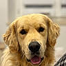 Aïko a rejoint le concours — aidez-le/la à gagner de superbes lots ! dog, golden_retriever, pet, portrait, close_up, animal, canine, fur, indoors, friendly, tongue_out, face, ears, looking_at_camera, muzzle, whiskers, expression, domestic_animal, nose, head