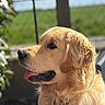 dog, golden_retriever, pet, animal, outdoor, sunlight, fur, tongue, side_profile, collar, nature, greenery, fence, canine, mammal, portrait, daylight, cute, friendly, domestic_animal