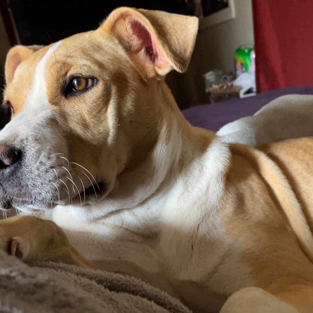 Cream is registered to the contest to win money with this photo: accessories, animal, bag, bed, bedroom, blanket, bulldog, canine, couch, dog, furniture, greatdane, handbag, homedecor, hound, indoors, labradorretriever, pet, puppy, room