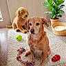 Cokin a rejoint le concours — aidez-le/la à gagner de superbes lots ! animal, ball, brown_dog, canine, carpet, dog, floor, furniture, home, indoor, living_room, pet, plant, play, potted_plant, rope_toy, rug, stuffed_animal, toy, wicker_basket
