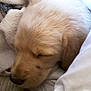 animal, blanket, closeup, comfort, cozy, cute, dog, fur, golden_retriever, indoors, mammal, nap, pet, puppy, resting, sleeping, snuggle, soft, warm, young