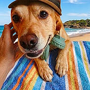 Cokin a rejoint le concours — aidez-le/la à gagner de superbes lots ! animal, beach, canine, cap, close_up, cloud, dog, flip_flops, hand, ocean, outdoor, paw, pet, relaxation, sand, sky, smiling_dog, striped_towel, summer, vacation