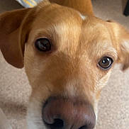 Cokin participe au concours pour gagner de l'argent avec cette photo : dog, canine, close_up, nose, brown_fur, indoor, carpet, bedspread, pet, animal, curious, ears, face, friendly, domestic, companion, cute, close, portrait, snout