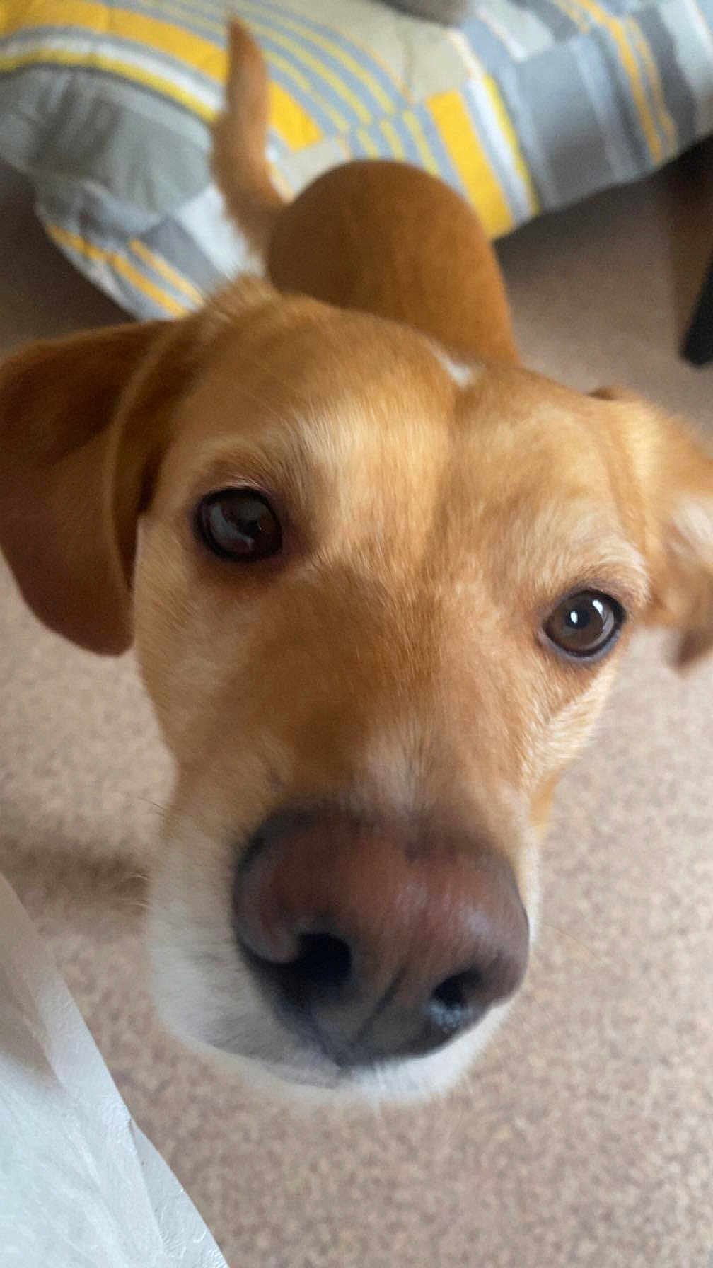 Cokin participe au concours pour gagner de l'argent avec cette photo : dog, canine, close_up, nose, brown_fur, indoor, carpet, bedspread, pet, animal, curious, ears, face, friendly, domestic, companion, cute, close, portrait, snout