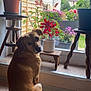 animal, brown_dog, carpet, cozy, dog, domestic, flower, furniture, garden, home, house, indoor, looking_back, natural_light, pet, plant, potted_plant, tail, window, wooden_table