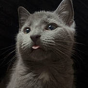 Cosmo is registered to the contest to win money with this photo: abyssinian, angora, animal, bodypart, cat, face, gray, head, kitten, manx, mouth, person, pet, photography, portrait, selfie, siamese, snout, teeth, tongue