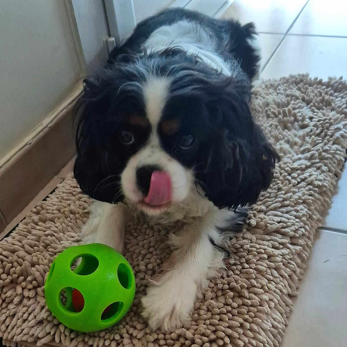 Ullie a rejoint le concours — aidez-le/la à gagner de superbes lots ! animal, ball, black_and_white, companion, curious, cute, dog, floor, fluffy, home, indoor, lying, pet, playful, rug, small_dog, tile_floor, tongue, toy, window_light