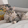 cat, gray_cat, tabby, fluffy, yellow_eyes, couch, pillow, floral_pillow, indoor, relaxed, pet, feline, fur, whiskers, animal, domestic_cat, resting, laying_down, cozy, home