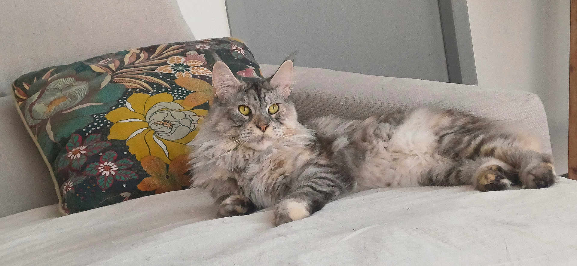 Ulba a rejoint le concours — aidez-le/la à gagner de superbes lots ! cat, gray_cat, tabby, fluffy, yellow_eyes, couch, pillow, floral_pillow, indoor, relaxed, pet, feline, fur, whiskers, animal, domestic_cat, resting, laying_down, cozy, home