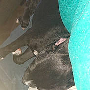 Ares a rejoint le concours — aidez-le/la à gagner de superbes lots ! animal, black_dog, blanket, calm, closeup, comfort, couch, cozy, cushion, dog, domestic_animal, fur, indoor, nap, pet, quiet, relaxed, resting, sleeping, snuggle