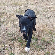 Ares participe au concours pour gagner de l'argent avec cette photo : dog, black_dog, white_paws, white_nose_patch, grass, dry_grass, outdoor, animal, pet, walking, ears_flapping, curious, young_dog, nature, field, canine, daylight, close_up, mammal, active