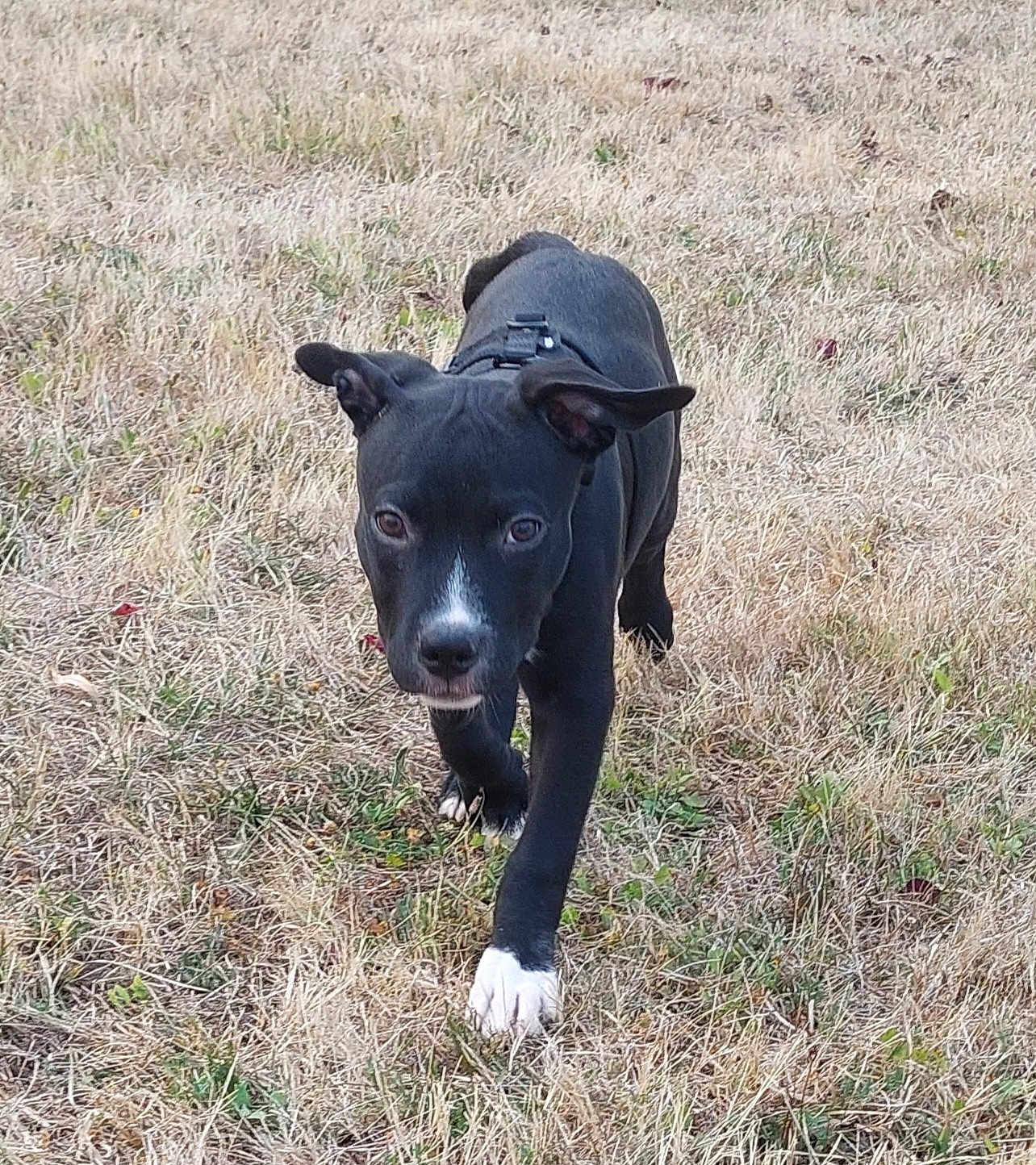 Ares