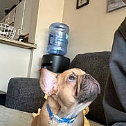 Shilo Lou joined the competition — help win amazing prizes! dog, french_bulldog, pet, collar, couch, living_room, water_dispenser, kitchen, person_partial, furniture, indoor, brown_dog, looking_up, curious, animal, companion, household, domestic, cute, seated