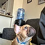 dog, french_bulldog, pet, collar, couch, living_room, water_dispenser, kitchen, person_partial, furniture, indoor, brown_dog, looking_up, curious, animal, companion, household, domestic, cute, seated