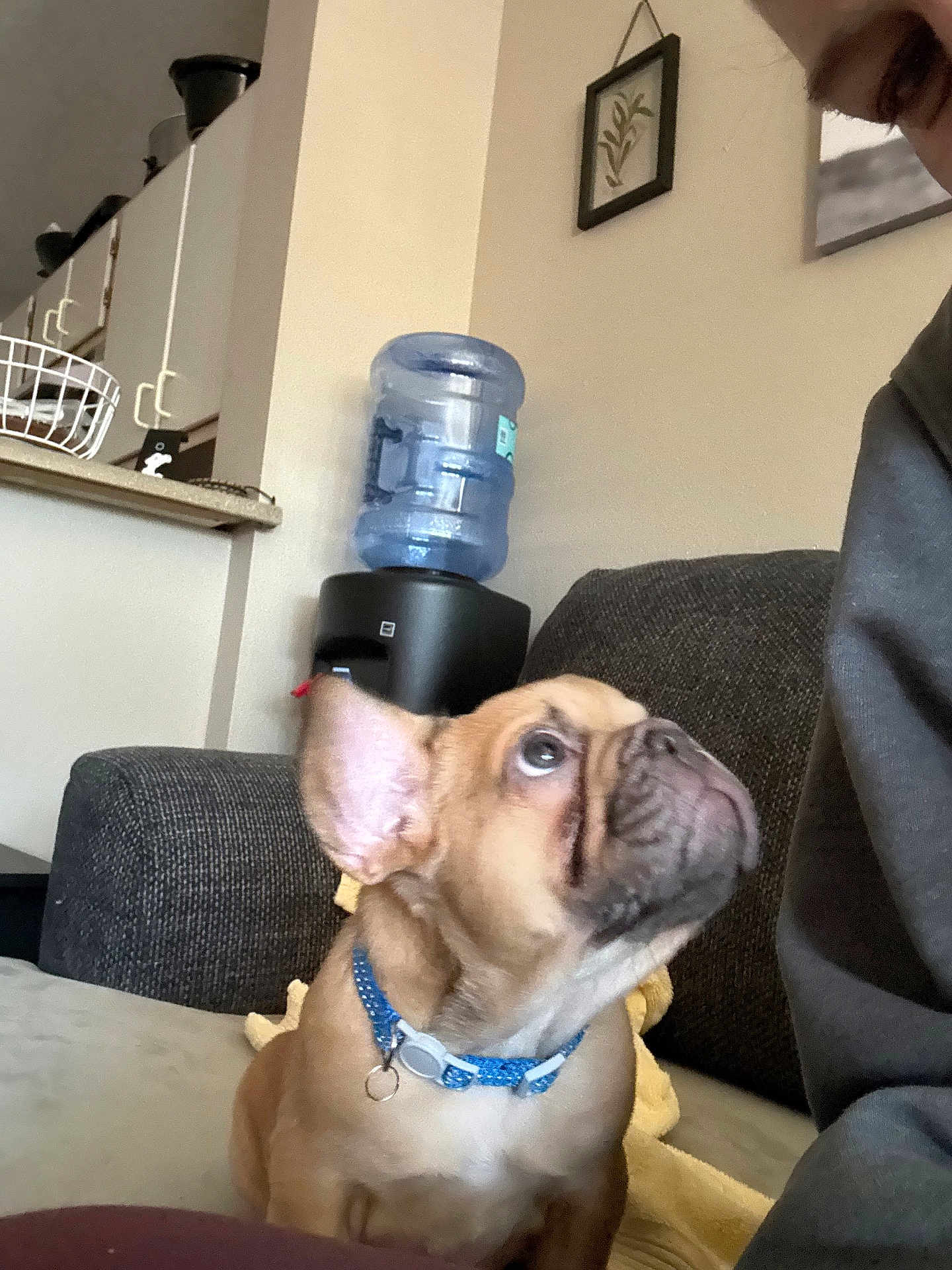 Shilo Lou joined the competition — help win amazing prizes! dog, french_bulldog, pet, collar, couch, living_room, water_dispenser, kitchen, person_partial, furniture, indoor, brown_dog, looking_up, curious, animal, companion, household, domestic, cute, seated