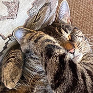 Izzie joined the competition — help win amazing prizes! cat, tabby, sleeping, curled_up, paw, whiskers, fur, striped, brown, gray, close_up, portrait, pet, animal, relaxed, cozy, indoors, couch, blanket, cute