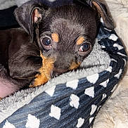 Zeus joined the competition — help win amazing prizes! puppy, dog, blanket, cozy, cute, snuggling, soft, fur, bed, sleepy, pet, animal, closeup, young, resting, indoors, comfort, warm, black, brown