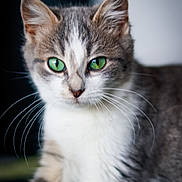 Chanterelle a rejoint le concours — aidez-le/la à gagner de superbes lots ! abyssinian, animal, cat, kitten, manx, pet, siamese