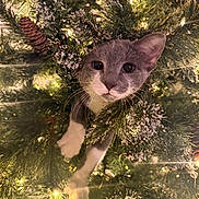 Laffy joined the competition — help win amazing prizes! cat, christmas_tree, pine_cone, holiday, greenery, snow_dusted, decorations, curious, pet, whiskers, animal, festive, indoor, close_up, nature, soft_lighting, feline, playful, tree_branch, eyes
