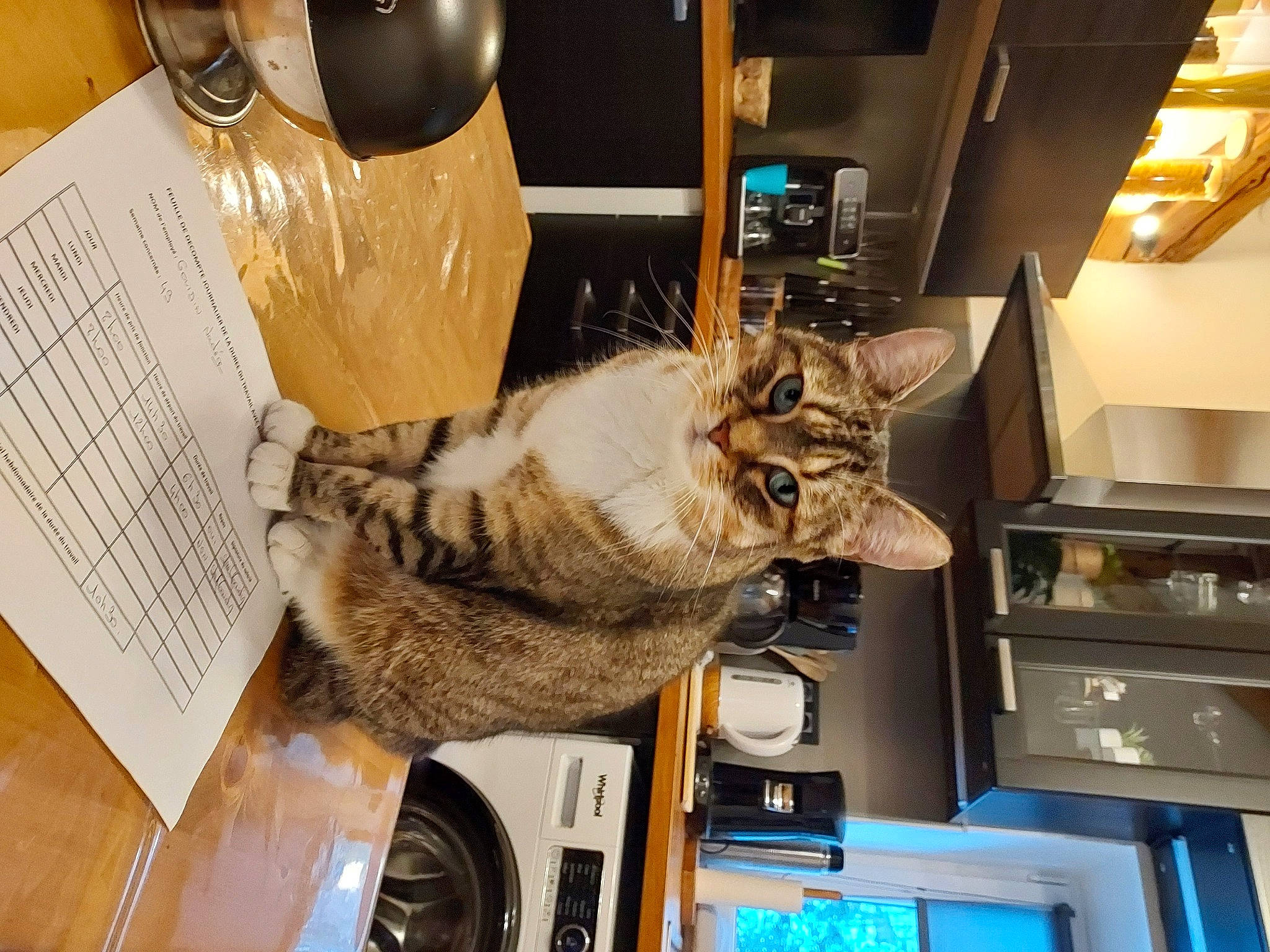 Leïla a rejoint le concours — aidez-le/la à gagner de superbes lots ! audio_equipment, cabinetry, carnivore, cat, claw, desk, domestic_short_haired_cat, felidae, fur, home_appliance, mouse, paw, peripheral, room, shelf, shelving, small_to_medium_sized_cats, table, tail, whiskers