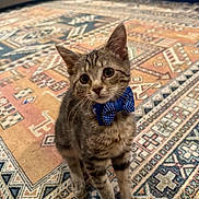 Milo joined the competition — help win amazing prizes! kitten, cat, tabby, bow_tie, pet, animal, indoor, carpet, patterned_rug, cute, fur, whiskers, ears, eyes, floor, domestic_cat, small, young, sitting, curious