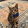 kitten, cat, tabby, bow_tie, pet, animal, indoor, carpet, patterned_rug, cute, fur, whiskers, ears, eyes, floor, domestic_cat, small, young, sitting, curious