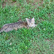 Chica joined the competition — help win amazing prizes! cat, tabby, grass, outdoor, animal, nature, pet, feline, greenery, laying, wildlife, mammal, field, flora, eyes, alert, ground, daylight, closeup, resting