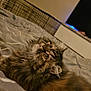 cat, fluffy, bed, indoor, pet, feline, curious, relaxed, fur, animal, cozy, home, whiskers, cute, looking_up, mammal, domestic, resting, soft_lighting, close_up
