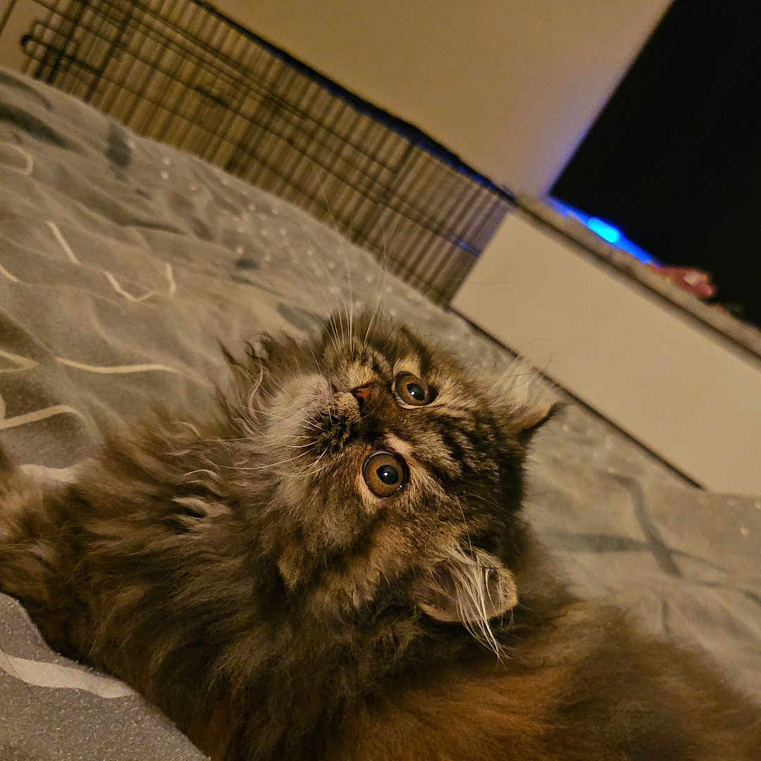 Alyce a rejoint le concours — aidez-le/la à gagner de superbes lots ! animal, bed, cat, close_up, cozy, curious, cute, domestic, feline, fluffy, fur, home, indoor, looking_up, mammal, pet, relaxed, resting, soft_lighting, whiskers