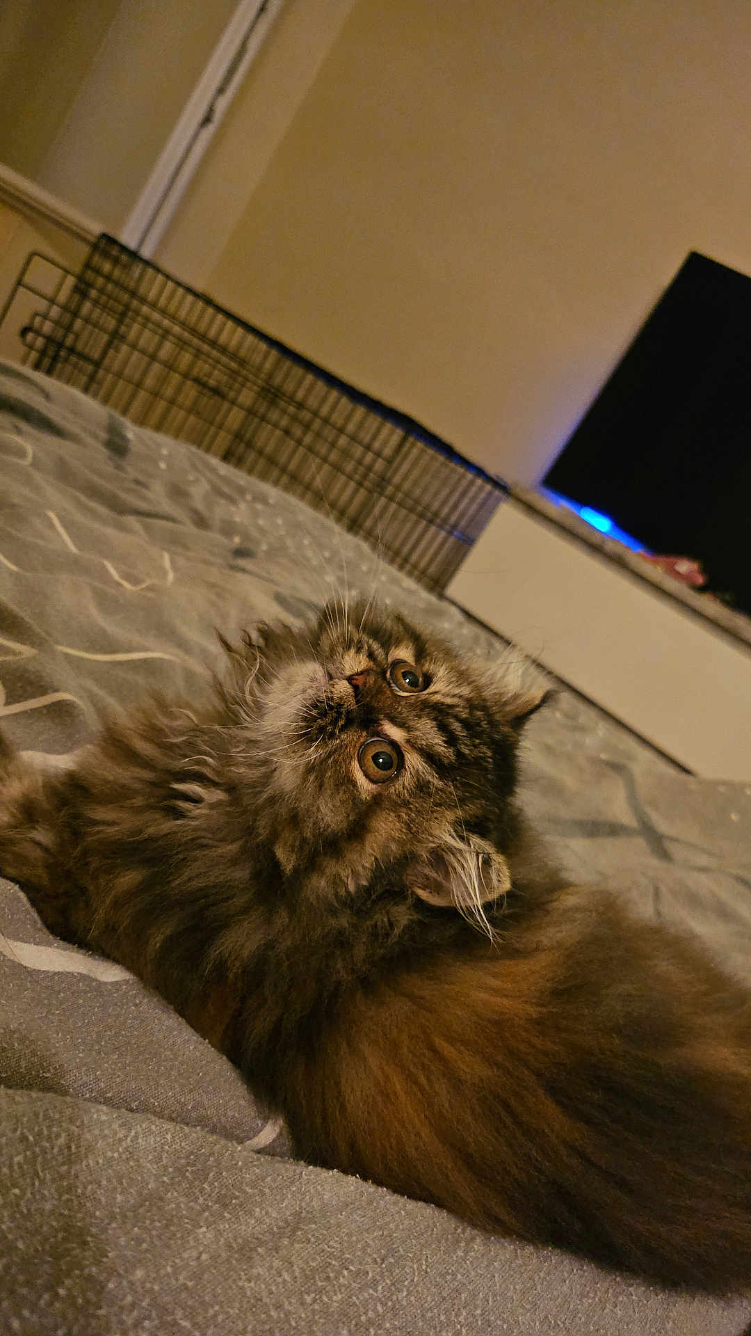 Alyce a rejoint le concours — aidez-le/la à gagner de superbes lots ! cat, fluffy, bed, indoor, pet, feline, curious, relaxed, fur, animal, cozy, home, whiskers, cute, looking_up, mammal, domestic, resting, soft_lighting, close_up