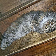 Alyce participe au concours pour gagner de l'argent avec cette photo : cat, fluffy, gray, tabby, wooden_stairs, pet, animal, feline, curious, relaxed, indoors, fur, green_eyes, cozy, resting, stairs, wood_texture, cute, domestic, laying_down