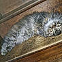 cat, fluffy, gray, tabby, wooden_stairs, pet, animal, feline, curious, relaxed, indoors, fur, green_eyes, cozy, resting, stairs, wood_texture, cute, domestic, laying_down