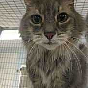 Sasha joined the competition — help win amazing prizes! cat, tabby, gray_cat, close_up, whiskers, green_eyes, feline, pet, indoor, cage, curious, fur, animal, looking, soft_blanket, portrait, mammal, cute, long_hair, face