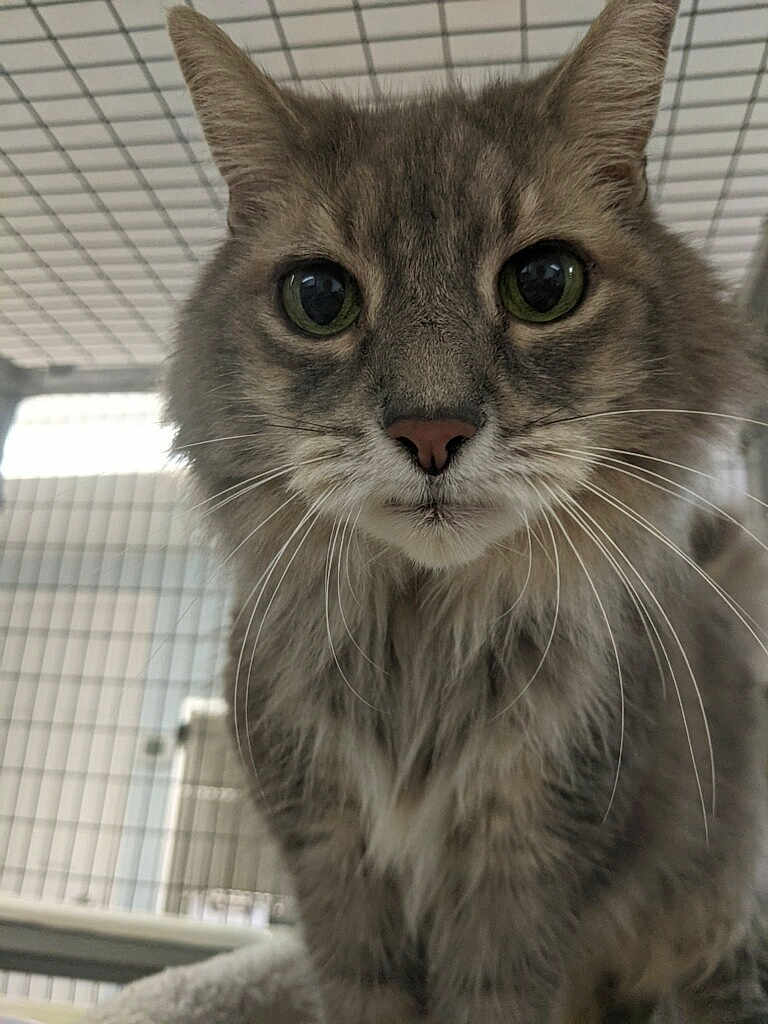 Sasha joined the competition — help win amazing prizes! cat, tabby, gray_cat, close_up, whiskers, green_eyes, feline, pet, indoor, cage, curious, fur, animal, looking, soft_blanket, portrait, mammal, cute, long_hair, face