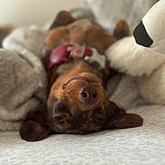 Winnie joined the competition — help win amazing prizes! dog, upside_down, sleepy, blanket, plush, soft, cozy, brown, collar, resting, indoors, pet, cute, relaxed, fur, animal, nose, ears, bed, stuffed_animal