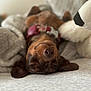 dog, upside_down, sleepy, blanket, plush, soft, cozy, brown, collar, resting, indoors, pet, cute, relaxed, fur, animal, nose, ears, bed, stuffed_animal