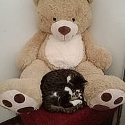 Croquettes participe au concours pour gagner de l'argent avec cette photo : cat, teddy_bear, stuffed_animal, chair, indoor, furniture, pet, sleeping, cozy, plush, animal, relaxing, cute, soft, cuddly, resting, black_and_white, fur, corner, home