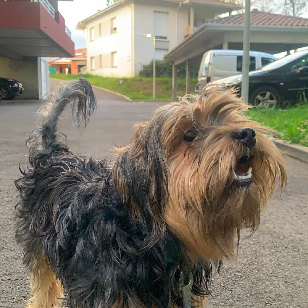 Mario a rejoint le concours — aidez-le/la à gagner de superbes lots ! accessories, animal, architecture, building, canine, car, city, dog, neighborhood, outdoors, pet, road, shelter, slate, strap, street, terrier, transportation, urban, vehicle