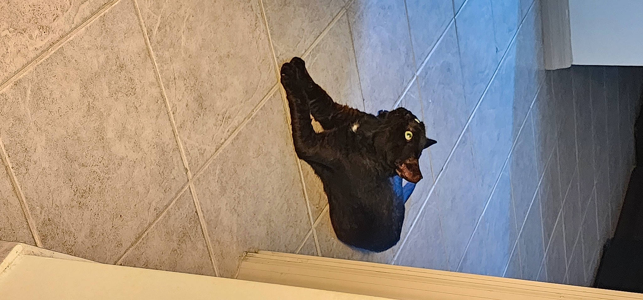 Grumpy is registered to the contest to win money with this photo: art, canidae, dog_breed, electric_blue, felidae, flooring, foot, hardwood, human_leg, shadow, small_to_medium_sized_cats, snout, sporting_group, tail, terrestrial_animal, visual_arts, window, wing, wood