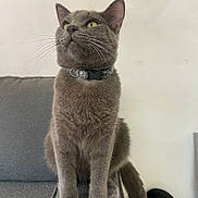 Corin joined the competition — help win amazing prizes! cat, gray_cat, feline, pet, whiskers, collar, yellow_eyes, sitting, paws, tail, fur, looking_up, curious, portrait, indoor, couch, furniture, close_up, domestic_animal, seated