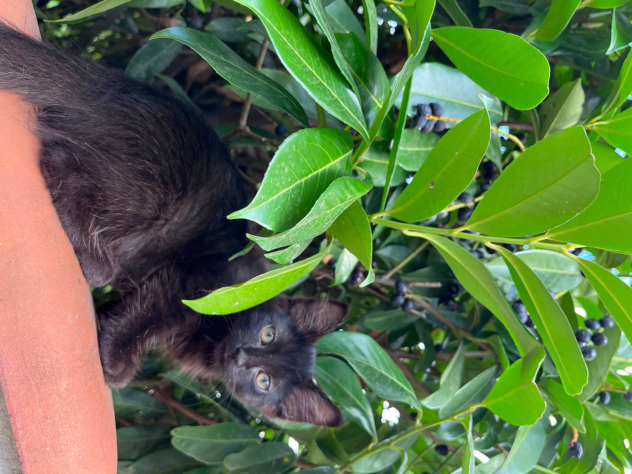 Octavia a rejoint le concours — aidez-le/la à gagner de superbes lots ! felidae, flowering_plant, foot, fruit_tree, fur, grass, groundcover, herb, leaf, plant, snout, terrestrial_animal, terrestrial_plant, tree, whiskers, wildlife