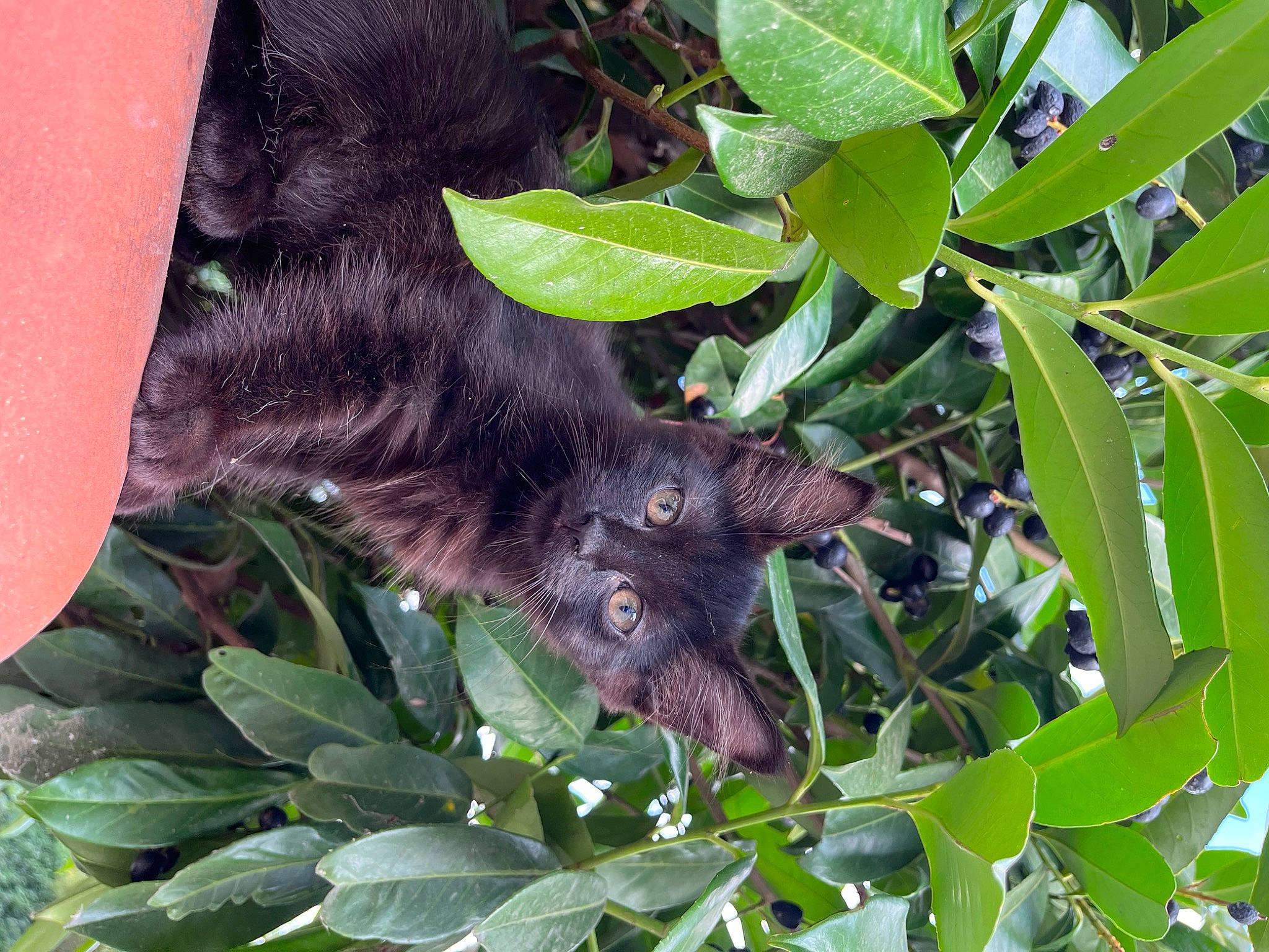 Octavia participe au concours pour gagner de l'argent avec cette photo : botany, carnivore, cat, claw, felidae, flowering_plant, fur, groundcover, herb, leaf, mammal, paw, plant, small_to_medium_sized_cats, snout, terrestrial_animal, terrestrial_plant, whiskers