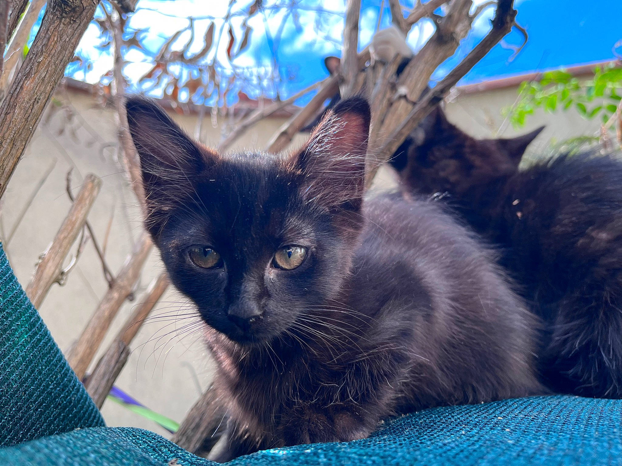 Octavia a rejoint le concours — aidez-le/la à gagner de superbes lots ! blue, carnivore, cat, cat_supply, claw, comfort, domestic_short_haired_cat, electric_blue, felidae, flowerpot, fur, plant, sky, small_to_medium_sized_cats, snout, tail, terrestrial_animal, whiskers, wildlife, window