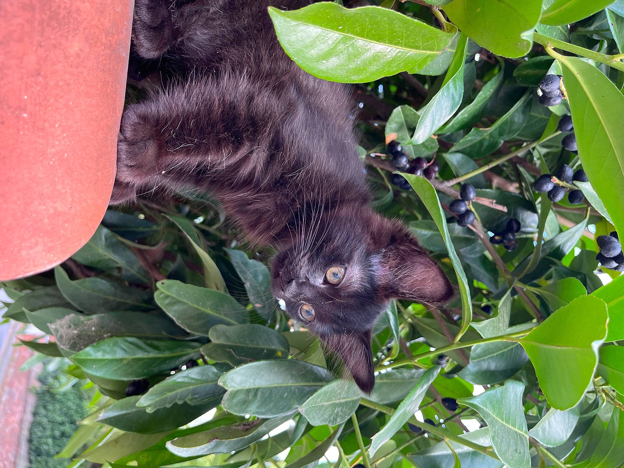 Octavia a rejoint le concours — aidez-le/la à gagner de superbes lots ! carnivore, claw, domestic_short_haired_cat, felidae, foot, fur, groundcover, herb, leaf, paw, plant, small_to_medium_sized_cats, snout, tail, terrestrial_animal, terrestrial_plant, tree, whiskers, wildlife