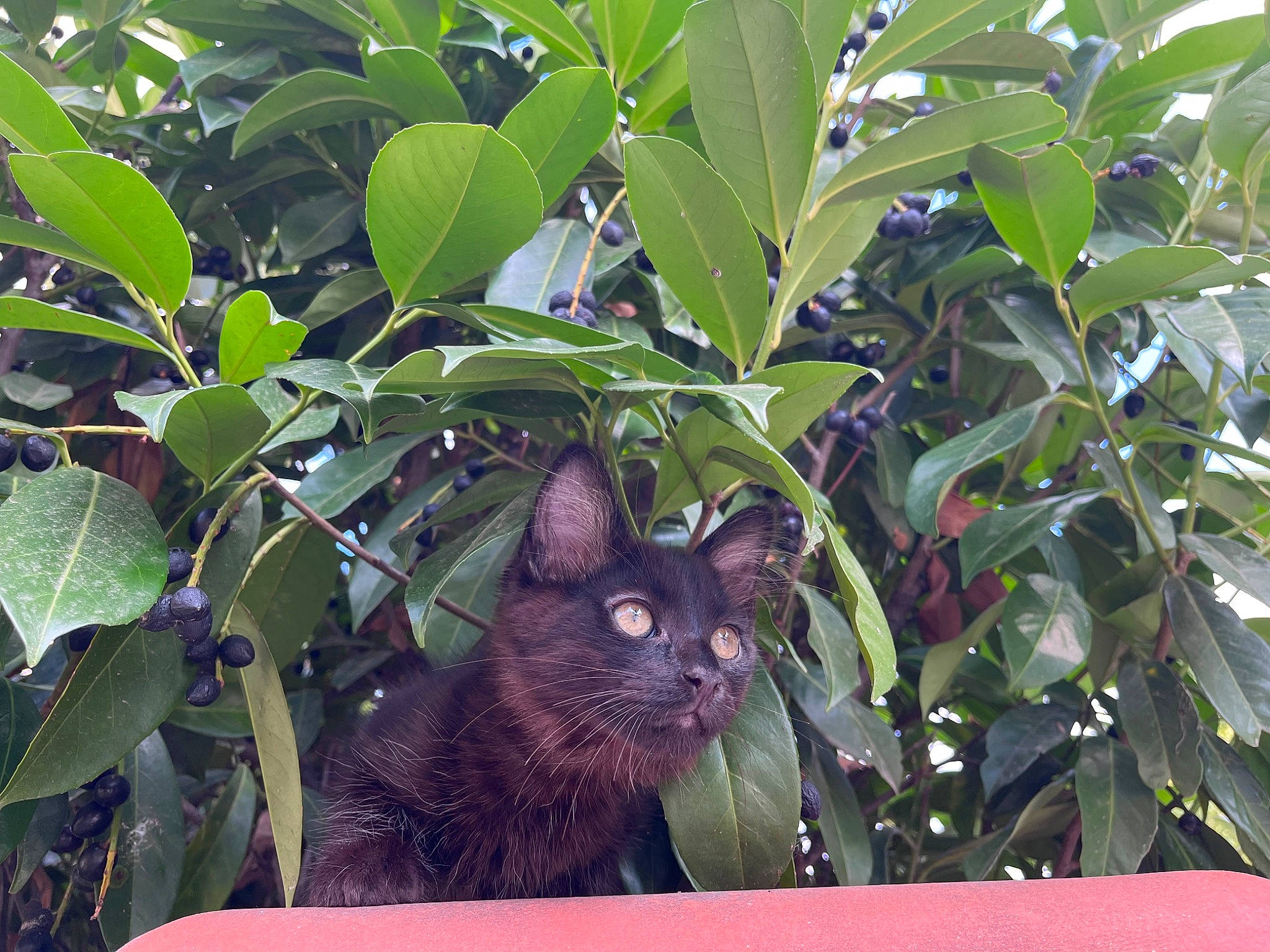 Bellamy a rejoint le concours — aidez-le/la à gagner de superbes lots ! bombay, botany, carnivore, cat, curious, electric_blue, felidae, flowering_plant, fur, leaf, plant, plant_stem, small_to_medium_sized_cats, terrestrial_plant, tree, twig, whiskers