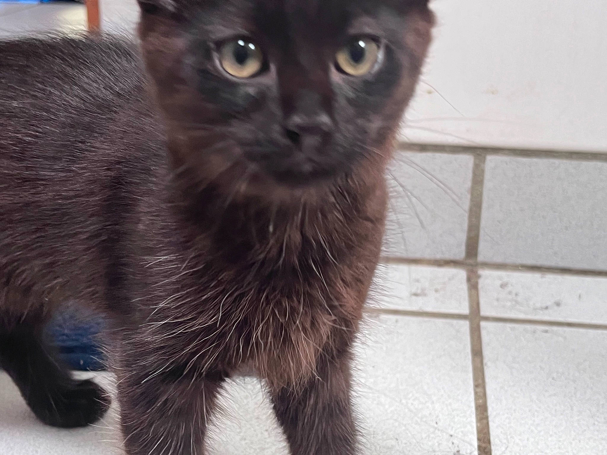 Bellamy participe au concours pour gagner de l'argent avec cette photo : black_cat, bombay, carnivore, cat, domestic_short_haired_cat, felidae, fur, havana_brown, korat, mesh, small_to_medium_sized_cats, snout, tail, terrestrial_animal, whiskers